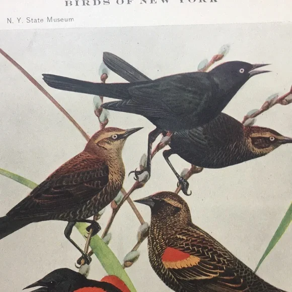 Antique 1913 Blackbird Original Print black bird - Picture 15 of 16